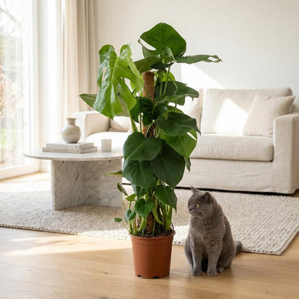 Monstera Deliciosa mosstok - Gatenplant - ↕90cm - Ø19cm