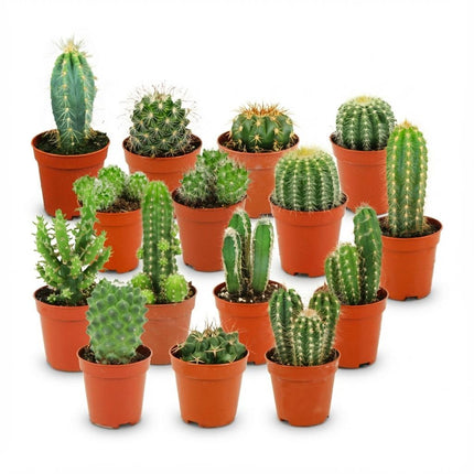 Mini cactus en lot - ↕5-10 cm - Ø5,5 cm - 15 pièces