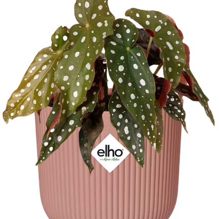 Begonia Maculata + elho Vibes Fold Ø14cm pink