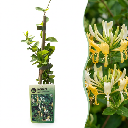 Lonicera jap. 'Halliana' - Japanse kamperfoelie 6x - Wit - Geel - Klimplant - Ø9cm - ↕35cm
