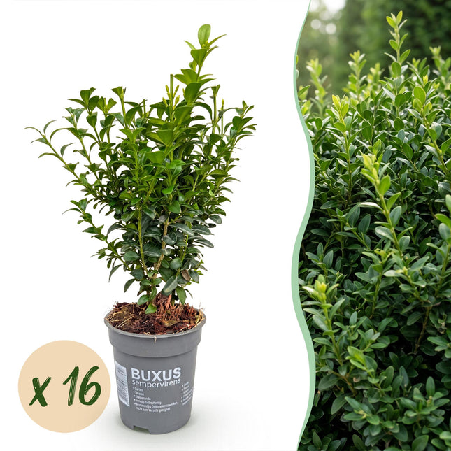 Buxus sempervirens - Palmboompje - 16x Haagplanten - Groenblijvend - Groen - Pot 9cm - Hoogte 20-25cm