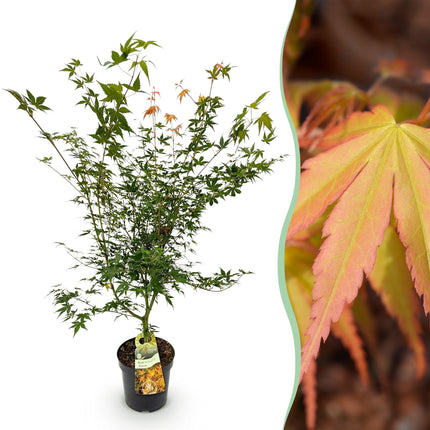 Acer palmatum Katsura - Japanse Esdoorn - Groen - ↕90cm - Ø26cm