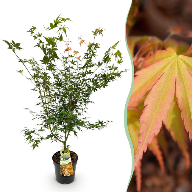 Acer palmatum Katsura - Japanse Esdoorn - Groen - ↕90cm - Ø26cm