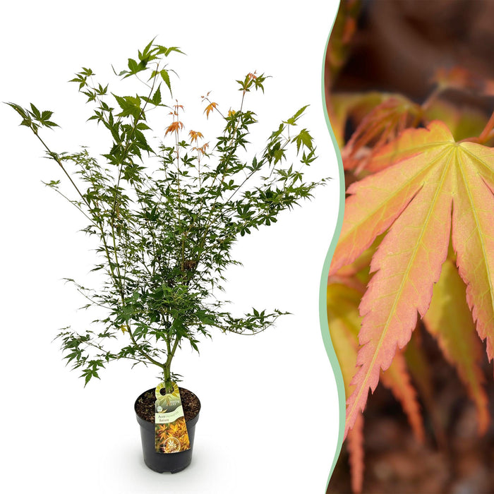 Acer palmatum Katsura - Japanse Esdoorn - Groen - ↕90cm - Ø26cm