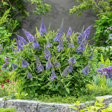 Buddleja davidii Butterfly Candy Little Lila - Arbusto delle farfalle - Compatto - Lillà - ↕20-25cm - Ø12cm