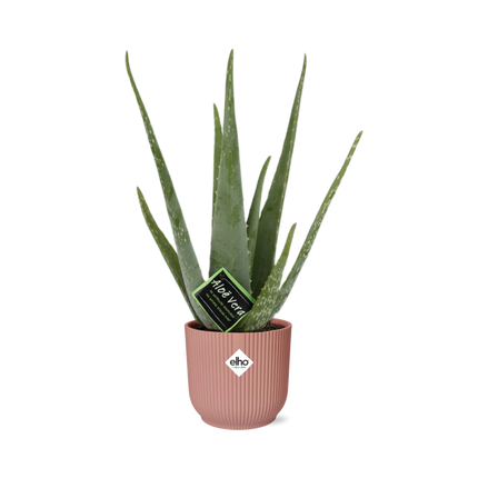 Aloe Vera 12cm in elho Vibes Fold Ø14cm pink - ↕40-50cm