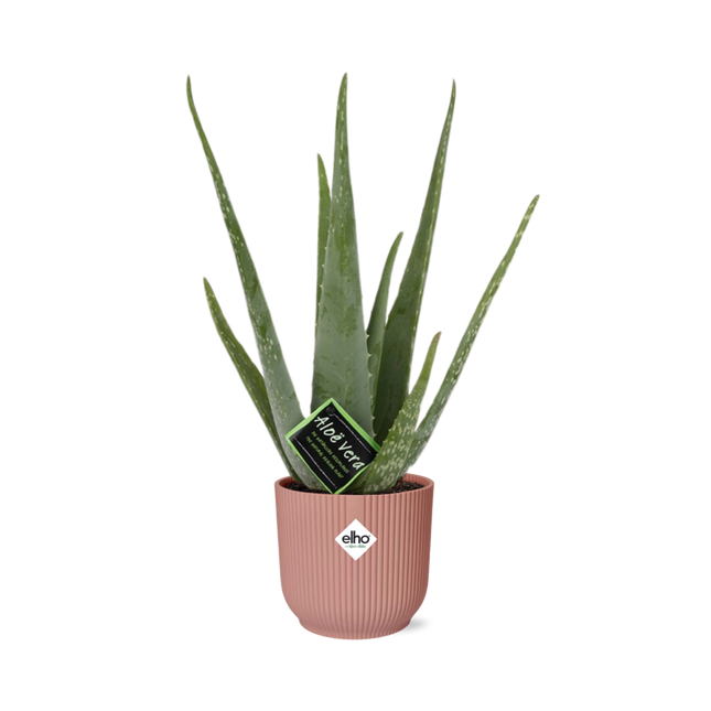Aloe Vera 12cm i elho Vibes Fold Ø14cm pink - ↕40-50cm