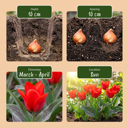 120x Tulipa Greigii Red - Bloembollen - Greigii-tulp - Rood - Voorjaarsbloeier - Bolmaat 11/12