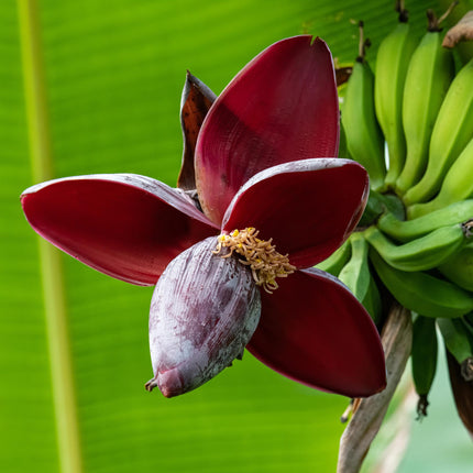 Pianta di banano - Musa sikkemensis Red Tiger - ↕30cm - Ø12cm - 2x