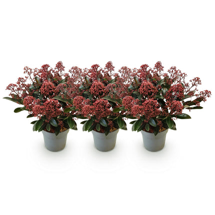 Skimmia Japonica Rubella - Boem Rood - 15+ Bloemen - ↕30cm - Ø15cm - 3x