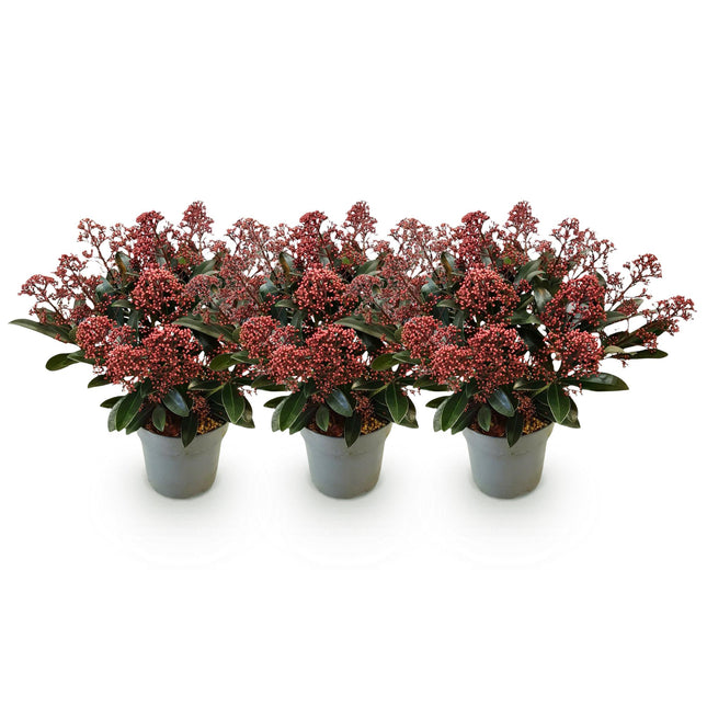 Skimmia Japonica Rubella - Boom Rood - 15+ Blüten - ↕30cm - Ø15cm - 3x