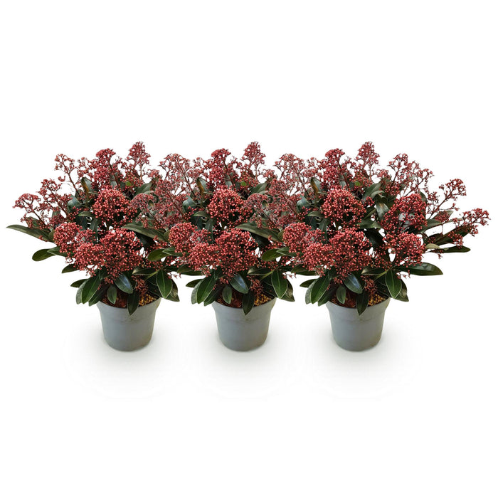 Skimmia japonica Rubella - Boem Rood - 15+ Bloemen - ↕30cm - Ø15cm - 3x
