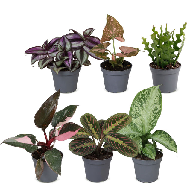Baby Plants Surprise Box 6x - Verrassingsbox kleine planten - Diversen - Tropisch - Ø6cm - ↕5-15cm