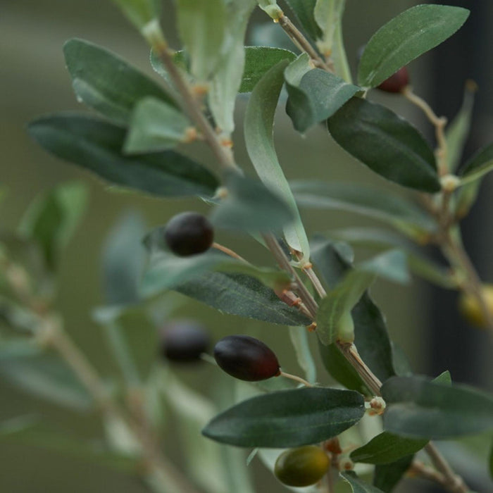 Kunstplant Olijfboom in pot - ↕65cm