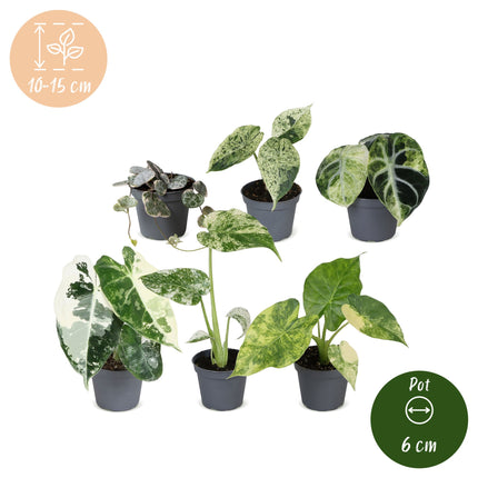 Baby Planten Variegata Mix - Diversen 6x - Tropisch - Ø6cm - ↕10-15cm
