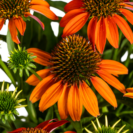 Echinacea Purpurea Arancione - Echinacea - ↕60-70cm - Ø19cm