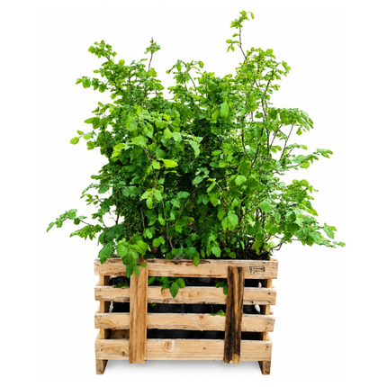 Fagus sylvatica - Beukenhaag - Palletdeal - ↕80-100cm - Ø19cm - 50x