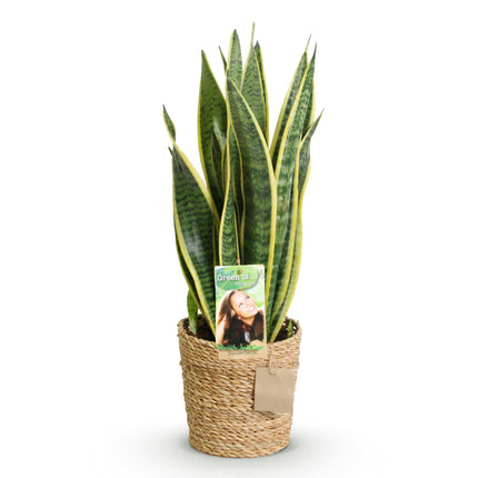 Sansevieria Laurentii - Snake Plant - ↕60-70cm - Ø17cm