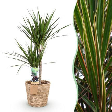 Dracaena Marginata – Drachenbaum – mit Korb – Topf 21 cm – Höhe 90–100 cm