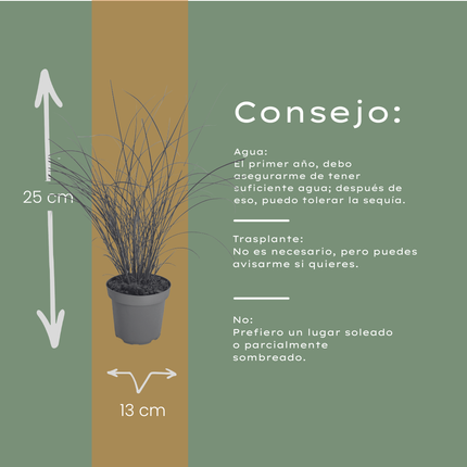 Miscanthus Sinensis ‘Gracillimus’ – Chinees Prachtriet - Ø12cm - 3x