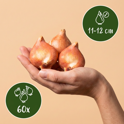 60 bulbi di tulipano Flaming Beauty Mix - Tulipani Flaming Beauty Mix - Varietà - Fioritura primaverile - Dimensioni bulbo 11/12