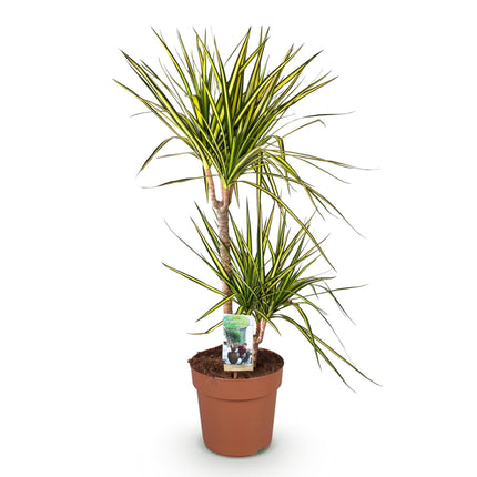 Dracaena Sunray - Árbol de sangre de dragón - ↕90-100cm - Ø21cm