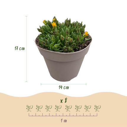 Couvre-sol rustique - Delosperma - Lot de 8 - Coloris : rouge, jaune, violet, rose - Entretien facile - Pot de 14 cm - Hauteur : 17 cm