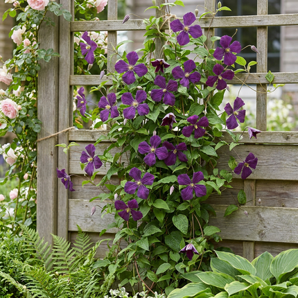 Clematis Viticella Polish Spirit - Bosrank 4x - Paars - Klimplant - Ø9cm - ↕35cm