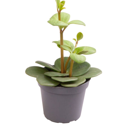 Peperomia Hope - Groen - Tropisch - Ø6cm - ↕12cm