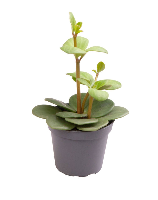 Peperomia Hope - Groen - Tropisch - Ø6cm - ↕12cm