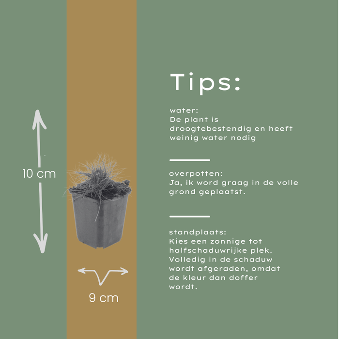 12x Festuca gautieri - ↕10-25cm - Ø9cm