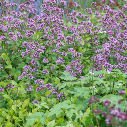 Origanum laevigatum 'Herrenhausen' - Majeranek Roślina - ↕10-25cm - Ø9cm - 48x