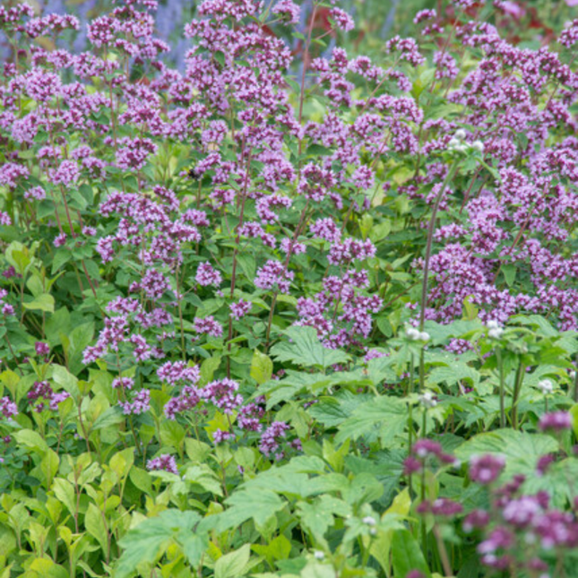 Origanum laevigatum 'Herrenhausen' - Merianplante - ↕10-25cm - Ø9cm - 48x