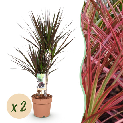 Dracaena Magenta - Dragon Tree - ↕70-80cm - Ø17cm - 2x