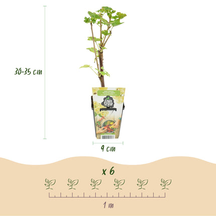 Witte Bes - Ribes rubrum Witte Hollander - ↕30-35cm - Ø9cm - 3x