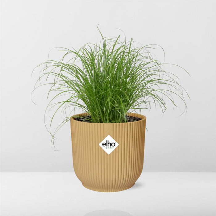 Cyperus Alternifolius Zumula in elho Vibes Fold Ø14cm geel
