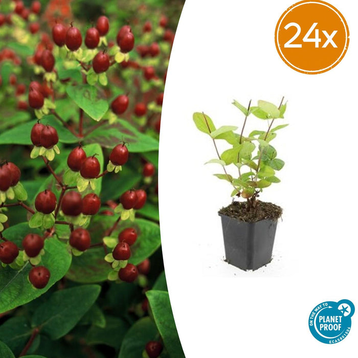 Hypericum inodorum 'Beauty' - ↕10-25cm - Ø9cm - 24x
