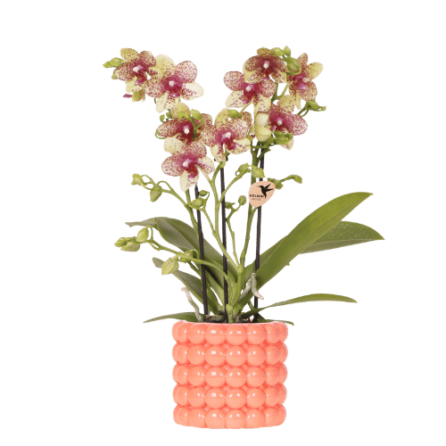 Kolibri Orchids | Oranje orchidee Grosetto met Poppy sierpot oranje – Ø9cm