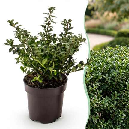 Ilex crenata Stokes - Japanse Hulst - 16x Haagplanten - Groenblijvend - Groen - Pot 9cm - Hoogte 20-30cm