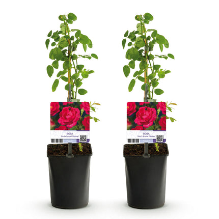 Kletterrose – Rosa Paul Scarlet Climber – Rote Blüten – Pflegeleicht – 2 Pflanzen – Topf: 11 cm – Höhe: 40 cm