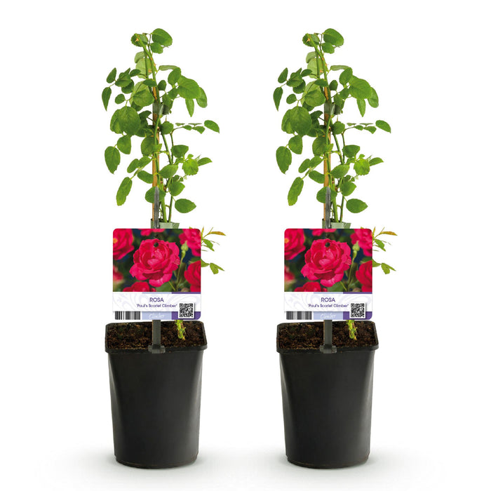 Klimroos - Rosa Paul Scarlet Climber - Bloem Rood - Weinig onderhoud - 2 planten - Pot 11cm Hoogte 40cm