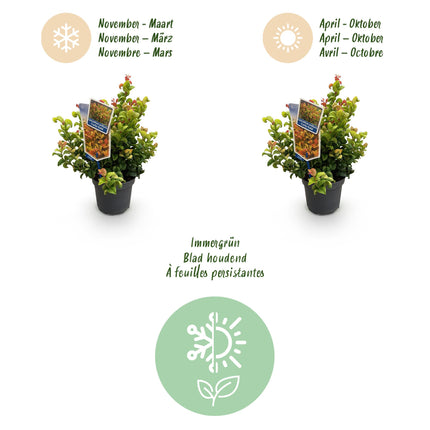 Leucothoe Curly Gold - Geel - 2 Planten - Groenblijvend - Weinig Onderhoud - Pot 17cm Hoogte 40cm