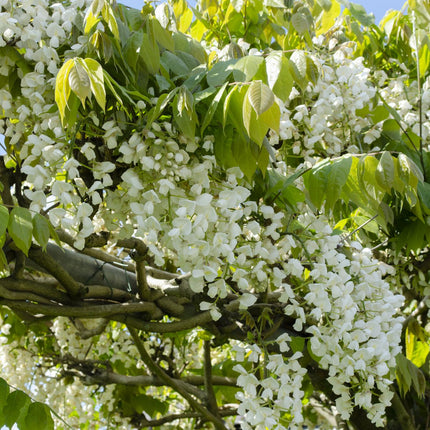 Wisteria floribunda Alba - White Wisteria - ↕65cm - Ø15cm