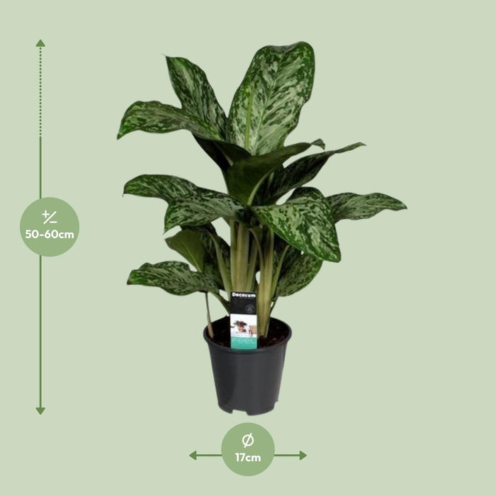 Aglaonema Greenlight - ↕60cm - Ø17cm