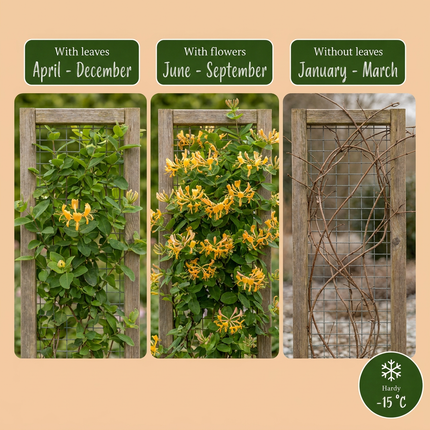Lonicera tellmanniana - Tellmann-kamperfoelie 6x - Oranje - Geel - Klimplant - Ø9cm - ↕35cm