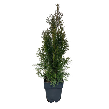 Thuja occidentalis Smaragd - Cedro rosso occidentale 'Smaragd' - 6 piante - 1 metro lineare - sempreverde - ↕60cm - Ø17cm