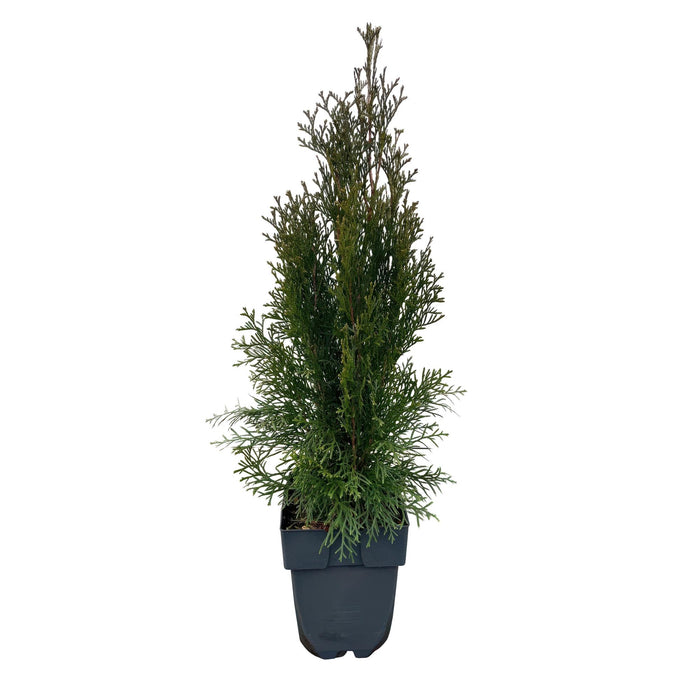 Haagplanten - Thuja occidentalis Smaragd - blad groen - 6 planten - 1 strekkende meter - groenblijvend - pot 17cm hoogte 60cm