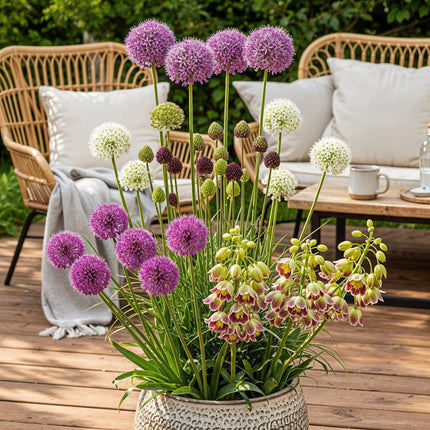 Flower Bulbs - Bulb Garden Allium mix - Various Colors - 80 pieces - Gift Packaging