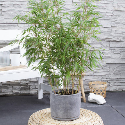 Fargesia rufa - Non-invasive bamboo - ↕80cm - Ø23cm
