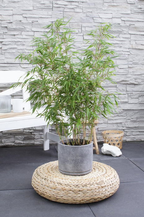 Fargesia rufa - Niet woekerende bamboe - ↕80cm - Ø23cm